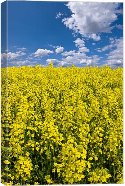 bright yellow rapeseed field Canvas Print by meirion matthias