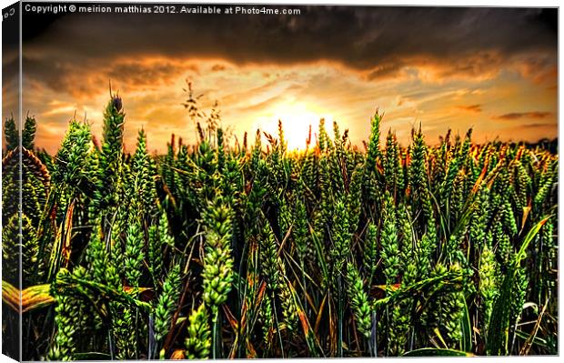 sunset with wheat Canvas Print by meirion matthias