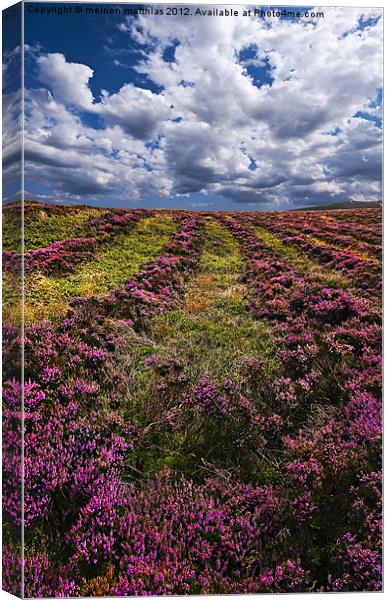 lines of heather Canvas Print by meirion matthias