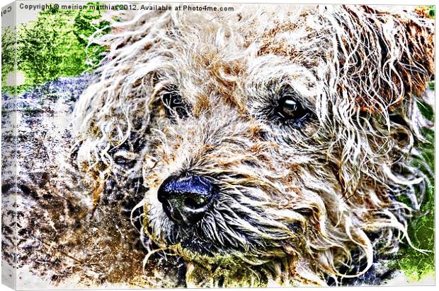 scruffiest dog in the world Canvas Print by meirion matthias