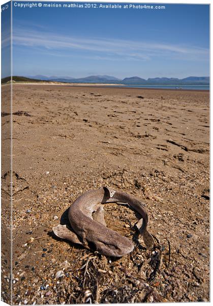dead dogfish on Newborough beach Canvas Print by meirion matthias