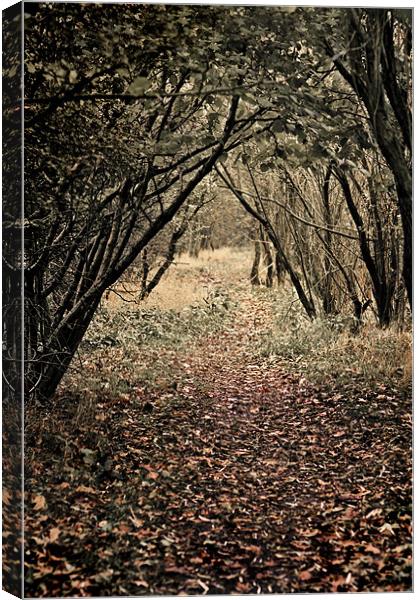 a woodland walk Canvas Print by meirion matthias