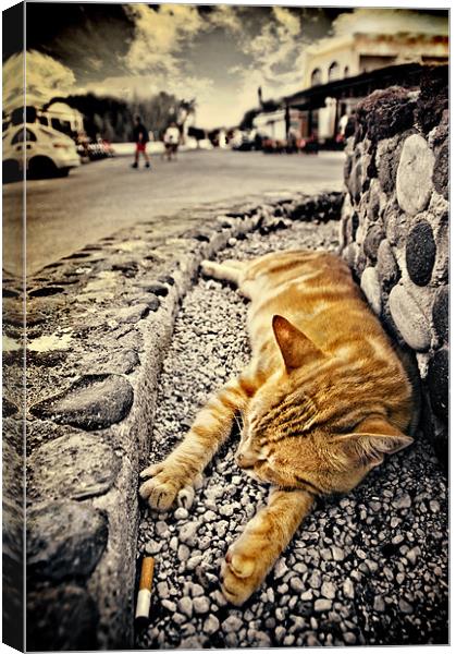 alley cat siesta in grunge Canvas Print by meirion matthias