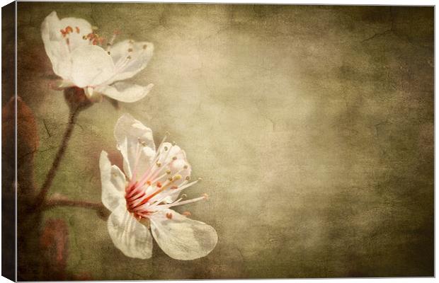 cherry blossom Canvas Print by meirion matthias