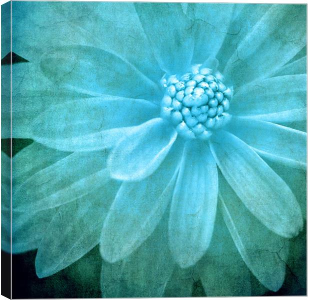 textured dahlia in blue Canvas Print by meirion matthias