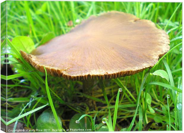 Flat top fungus Canvas Print by Mandy Rice