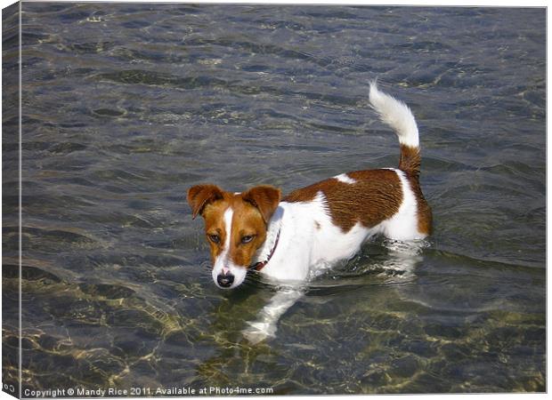 Jack Russell dog in the sea Canvas Print by Mandy Rice