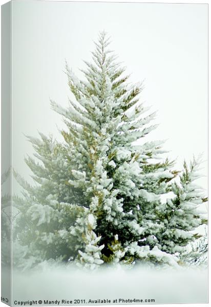 Snow covered tree branches Canvas Print by Mandy Rice