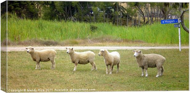 Four sheep Canvas Print by Mandy Rice