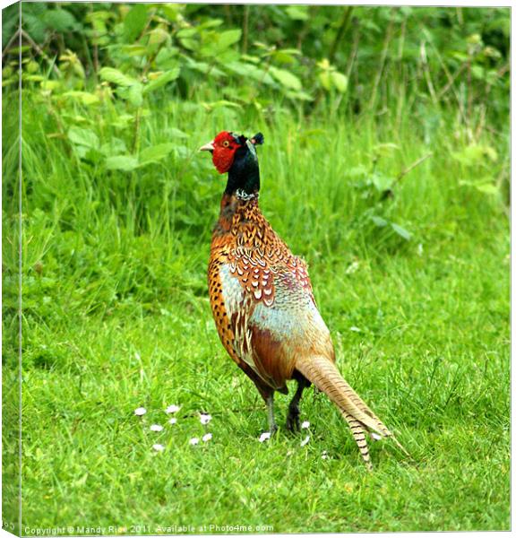 Pheasant Canvas Print by Mandy Rice