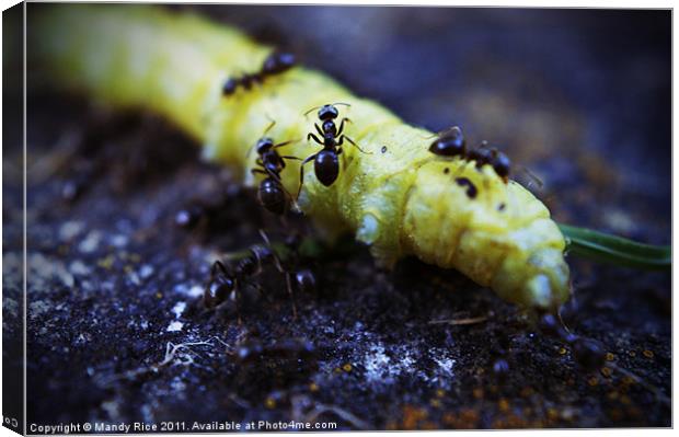 Ants crawling on a catapillar Canvas Print by Mandy Rice