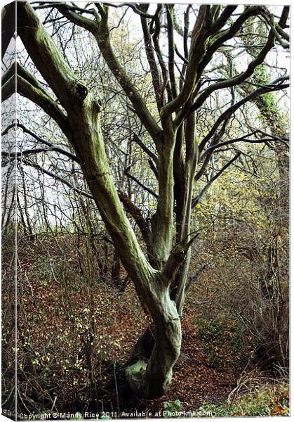 Curved tree trunk Canvas Print by Mandy Rice