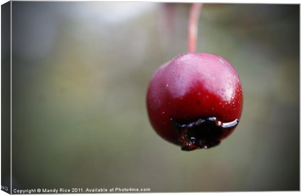 Single red berry Canvas Print by Mandy Rice