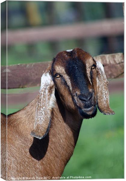 Long eared goat Canvas Print by Mandy Rice