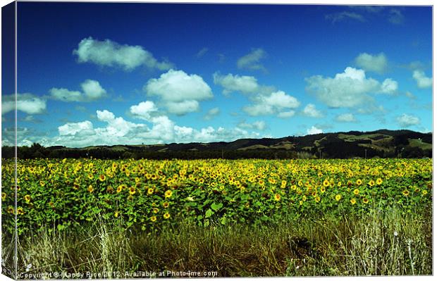 Field of Sunflowers NZ Canvas Print by Mandy Rice