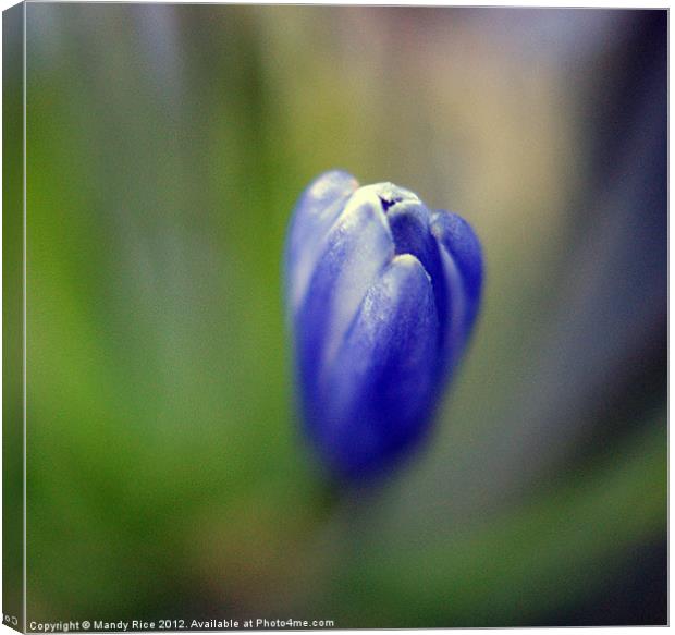Blue flower bud Canvas Print by Mandy Rice
