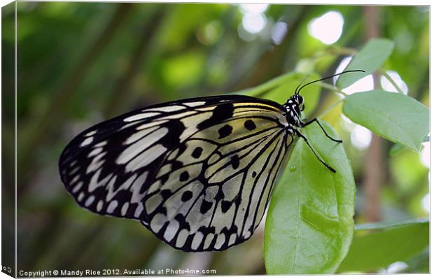 A Black n White Butterfly Canvas Print by Mandy Rice