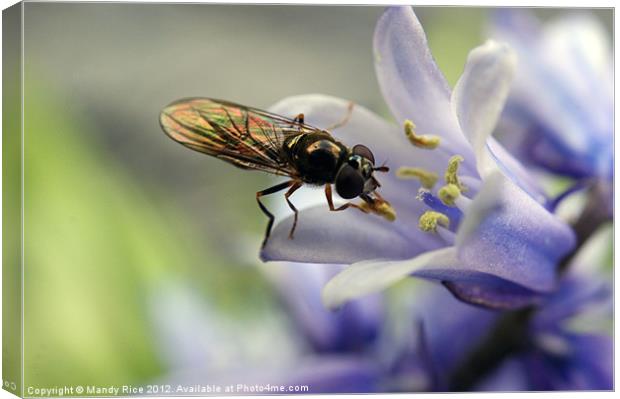 Fly licking flower stamen Canvas Print by Mandy Rice