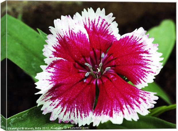 Dianthus flower Canvas Print by Mandy Rice