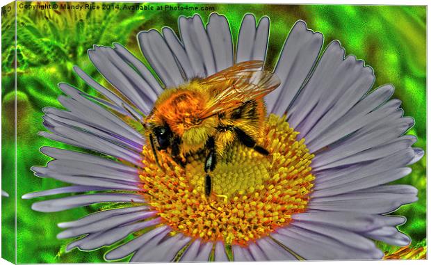  Bee on flower Canvas Print by Mandy Rice