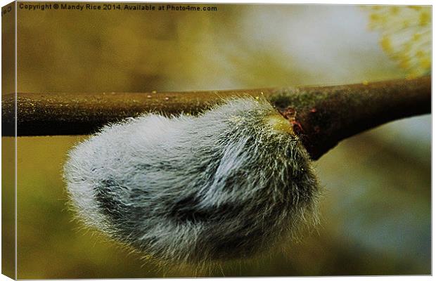  pussy willow with furry catkin Canvas Print by Mandy Rice