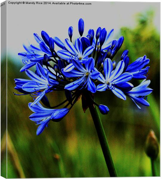  Agapanthus - Blue Canvas Print by Mandy Rice
