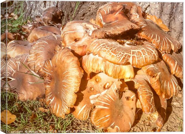 Fungi Canvas Print by Mandy Rice