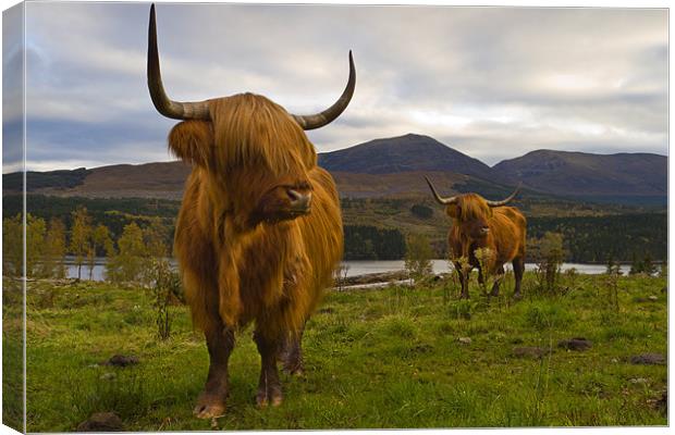 Highland Cattle, Loch Garry, Scotland Canvas Print by Richard Nicholls