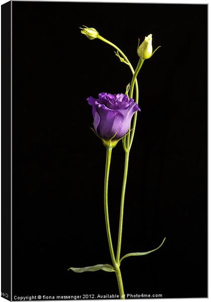 lisianthus Canvas Print by Fiona Messenger