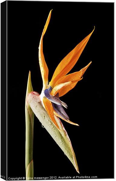 Bird of Paradise Canvas Print by Fiona Messenger