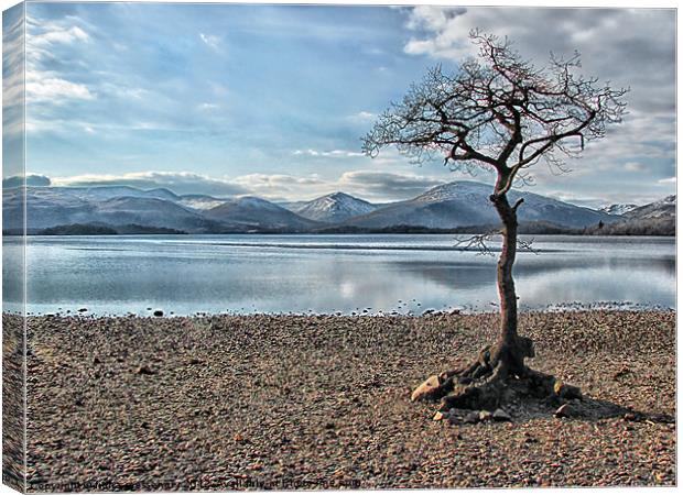 Milarrochy Bay Tree Loch Lomond Canvas Print by Fiona Messenger