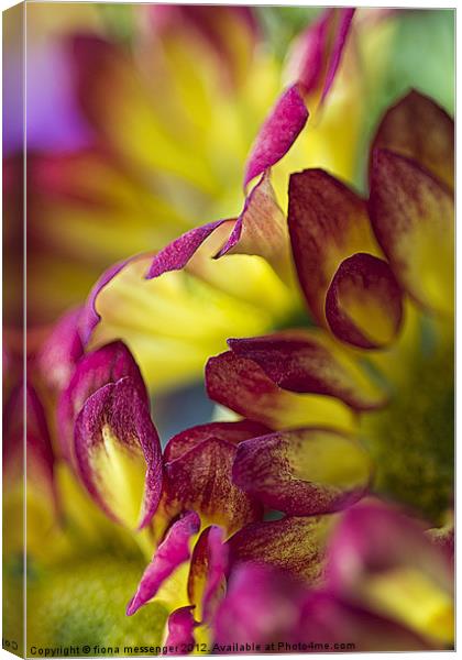 red yellow chrysanthemum Canvas Print by Fiona Messenger
