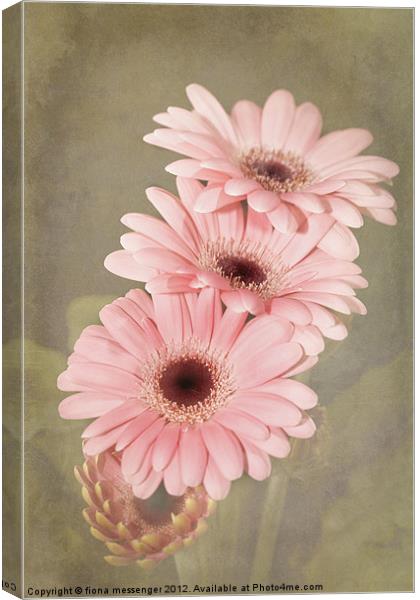 Pink Gerbera Flowers Canvas Print by Fiona Messenger