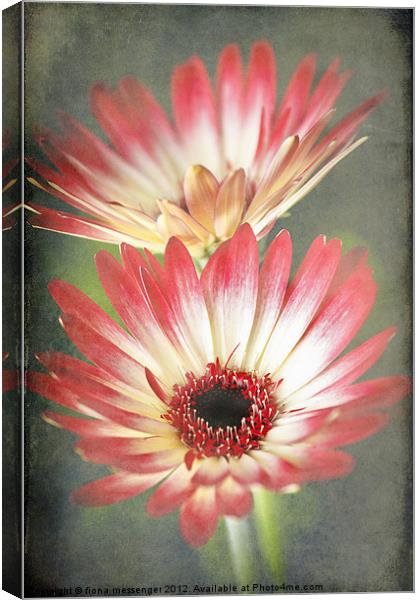 Red and Cream Gerbera Canvas Print by Fiona Messenger