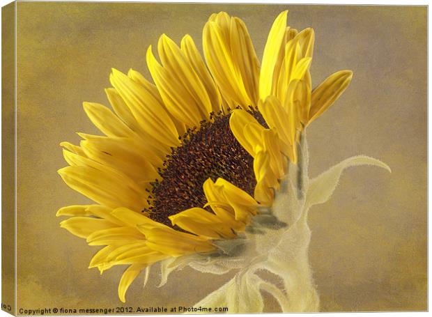 Sunflower Canvas Print by Fiona Messenger