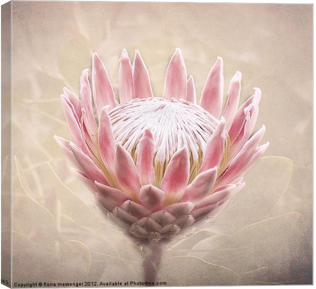 Pretty in Pink Canvas Print by Fiona Messenger