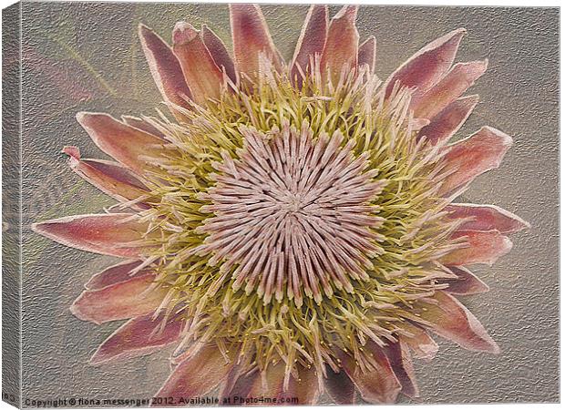 Pink Flower Canvas Print by Fiona Messenger