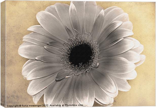 Gerbera Desaturated Canvas Print by Fiona Messenger