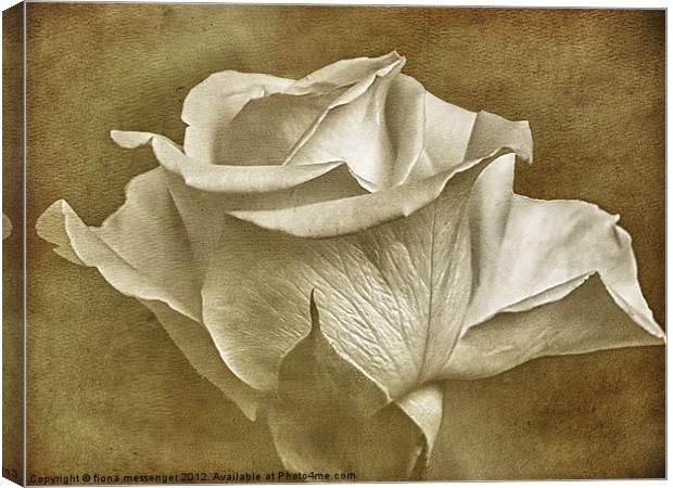 Textured White Rose Canvas Print by Fiona Messenger