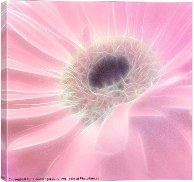 Gerbera in Pink Canvas Print by Fiona Messenger