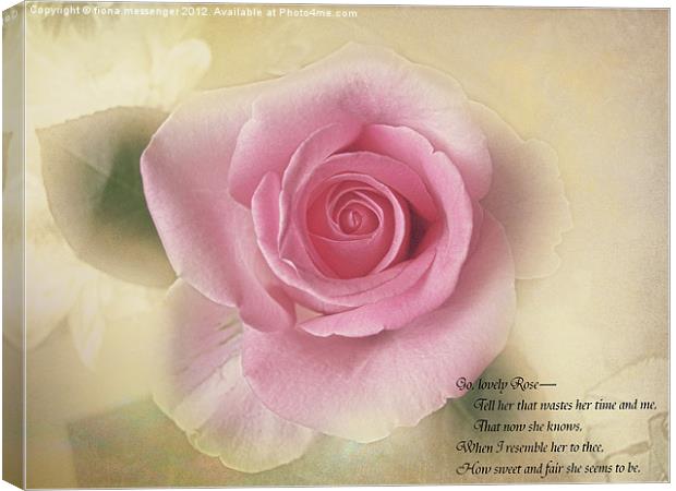 Go lovely Rose Canvas Print by Fiona Messenger