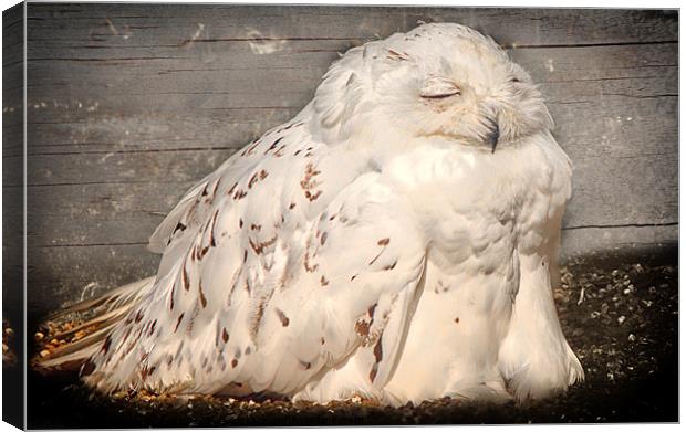 Sunbathing Snowy Owl Canvas Print by Fiona Messenger