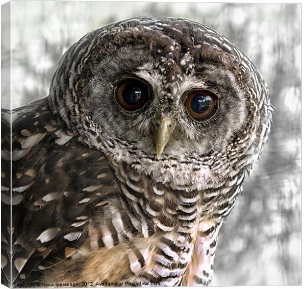 Chaco Owl Canvas Print by Fiona Messenger