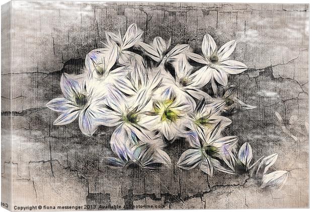 Allium Greys Canvas Print by Fiona Messenger