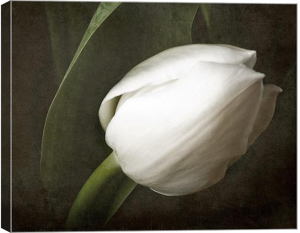 White tulip Canvas Print by Fiona Messenger