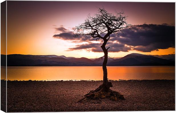 Lone Tree Bay Canvas Print by Fiona Messenger