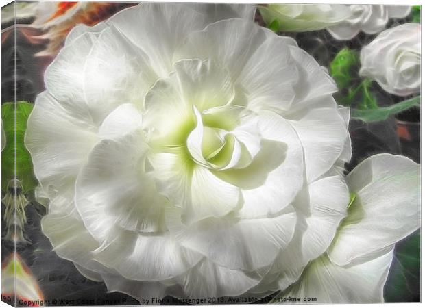 White Begonia Flower Canvas Print by Fiona Messenger