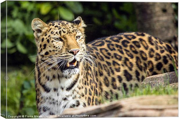 Amur Leopard Canvas Print by Fiona Messenger