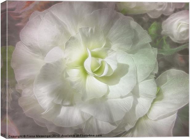 Begonia Pure Canvas Print by Fiona Messenger