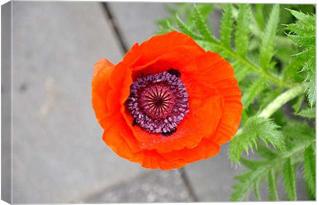 poppy Canvas Print by Nelly Gogus